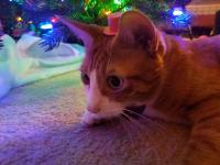 /home//u458753944/public_html/sourcegallery/////////////////contributed/Emergency Kits/julies_cat.jpg